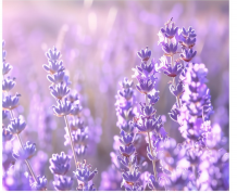 TH809 Handmade Edition — Lavender fibre